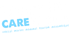 dolphin
careafrica
ethical marine mammal tourism mozambique